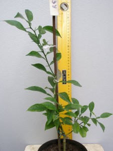 12.Citrus Yuzu.JPG