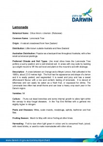 Lemonade 1.jpg