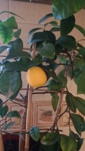 20151111_141815.jpg