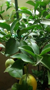 20151119_171148.jpg