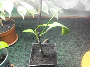 IMG_20150115_173834.jpg