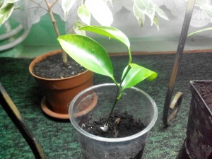 IMG_20150115_173816.jpg
