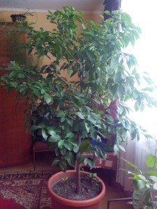 IMG_20150109_110217.jpg