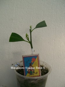 100_2363.JPG