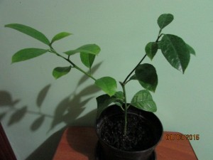IMG_2319.JPG