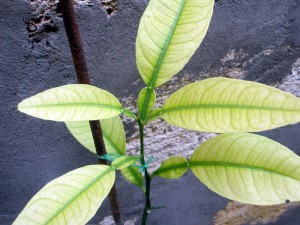 P10110.jpg