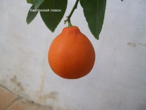 100_2905.JPG