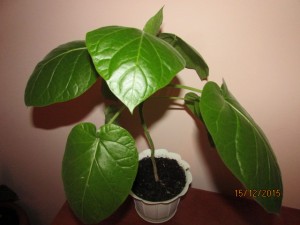 IMG_2427.JPG