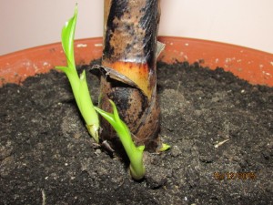 IMG_2415.JPG