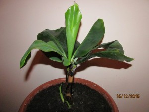 IMG_2412.JPG