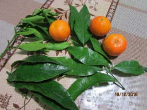 IMG_2432.JPG