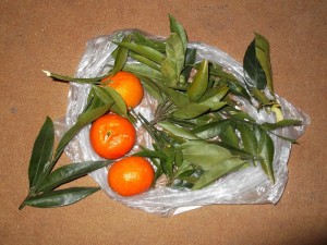 DSCF9252.jpg