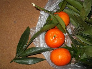 DSCF9253.jpg