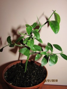 IMG_2503.JPG