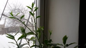 20160107_153347.jpg