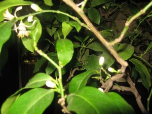 IMG_2275.jpg