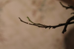 IMG_3570.JPG