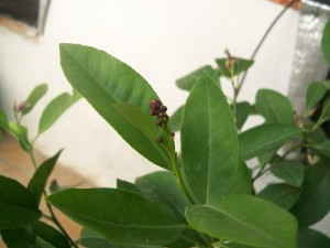 100_2975.JPG