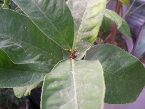 100_2980.JPG
