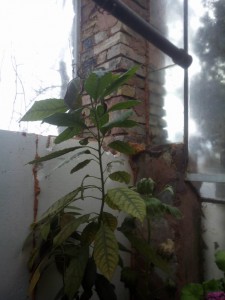 IMG_20160126_153712.jpg