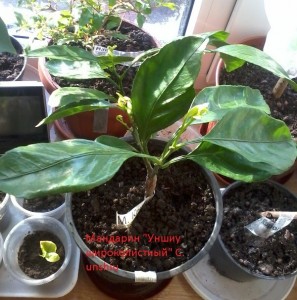 IMG_20150222_172207.jpg (36.88 КБ) 12109 просмотров IMG_20150222_172207.jpg