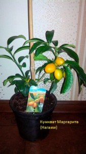 OULFN_k8_9c.jpg (17.88 КБ) 12095 просмотров OULFN_k8_9c.jpg