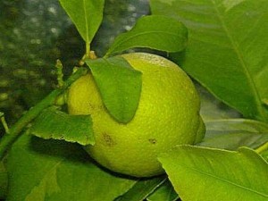 Citrus limon Burm. f. Cezara.jpg