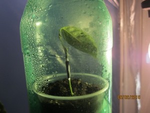 IMG_4138.JPG (18.74 КБ) 11539 просмотров IMG_4138.JPG