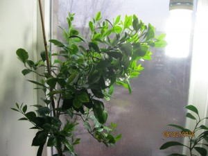 IMG_4123.JPG (21.46 КБ) 11514 просмотров IMG_4123.JPG