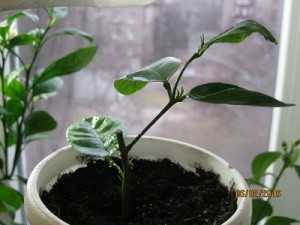 IMG_4129.JPG (20.12 КБ) 11514 просмотров IMG_4129.JPG