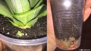 Pineapple07.jpg (181.13 КБ) 6031 просмотр Pineapple07.jpg