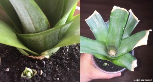 Pineapple06.jpg (194.25 КБ) 6031 просмотр Pineapple06.jpg