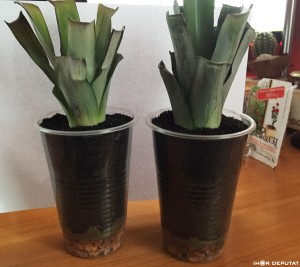 Pineapple04.JPG (120.04 КБ) 6031 просмотр Pineapple04.JPG