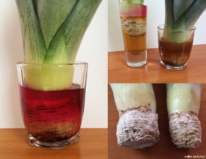 Pineapple03.JPG (116.96 КБ) 6031 просмотр Pineapple03.JPG