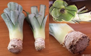 Pineapple02.JPG (109.77 КБ) 6031 просмотр Pineapple02.JPG