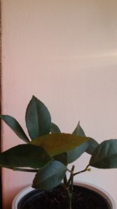 20160208_084711.jpg