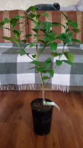20151023_090554.jpg