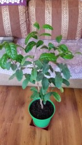 20160208_083955.jpg
