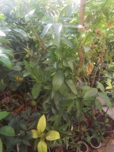 DSCF0068.JPG