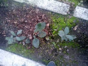 IMG_20150108_111906.jpg