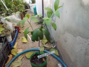DSCF0070.JPG