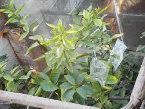 DSCF0088.JPG