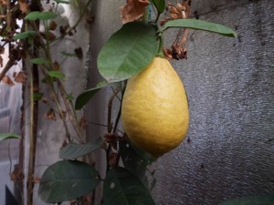DSCF0090.JPG