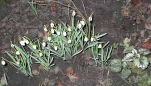 DSCF9310.jpg