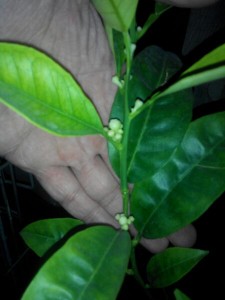 IMG_20160307_36337.jpg