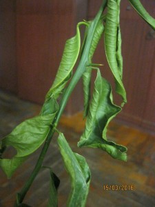 IMG_4232.jpg