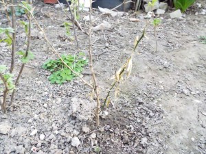 DSCF0127.JPG