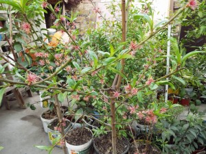 DSCF0130.JPG