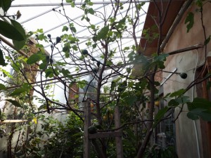 DSCF0134.JPG