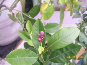 100_3165.JPG